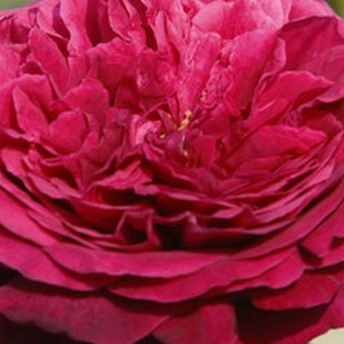 Rosa Ausvelvet - rosa de fragancia intensa - Árbol de Rosas Inglesa - rosal de pie alto - rojo - David Austin- forma de corona de tallo recto - Rosal de árbol con flores grandes y densas y con una gran cantidad de pétalos.